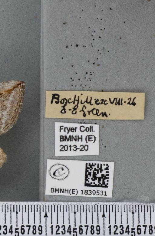 Aplocera efformata (Guenée, 1858) - BMNHE_1839531_label_407009