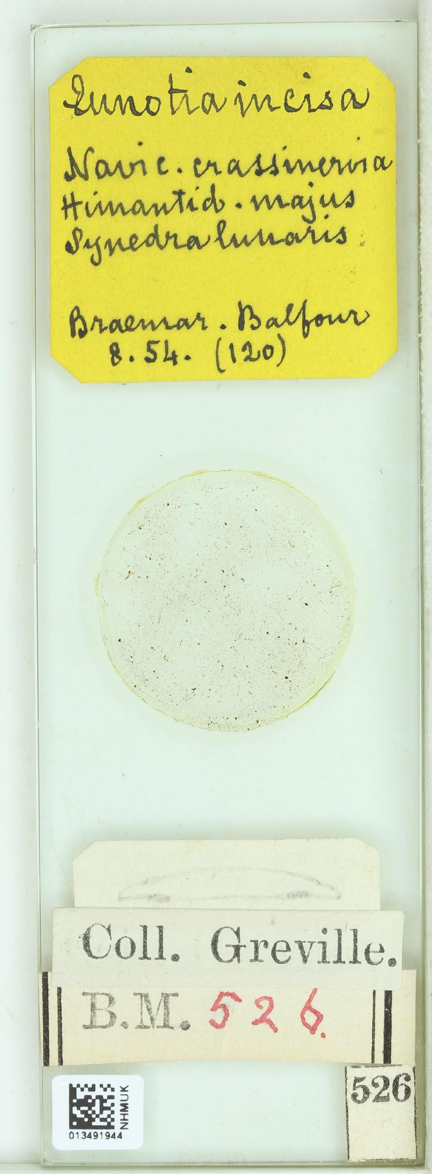 To NHMUK collection (Himantidium majus W.Sm.; Type; NHMUK:ecatalogue:4729831)