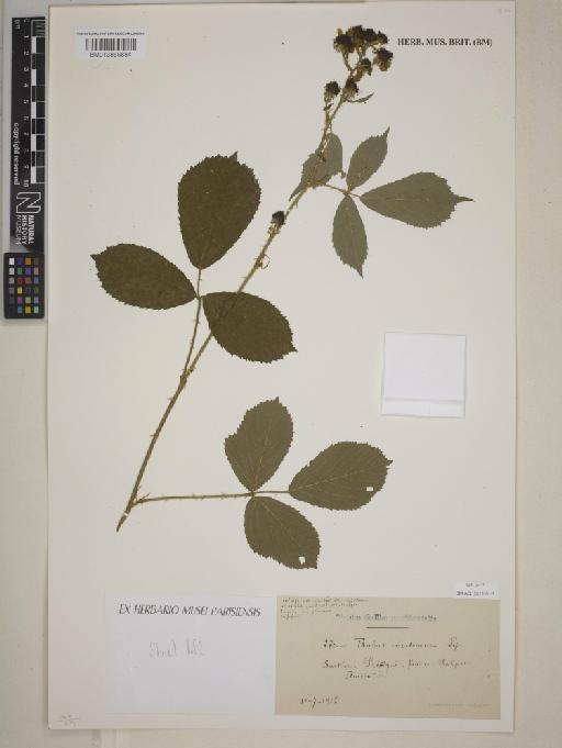 Rubus ericetorum Lefèvre - BM013865884