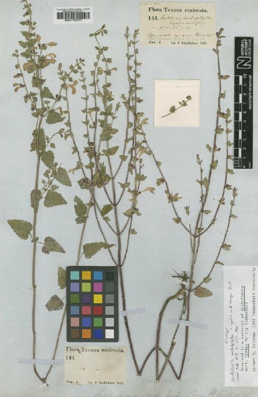 Scutellaria cardiophylla Engelm. & A.Gray - BM001025213