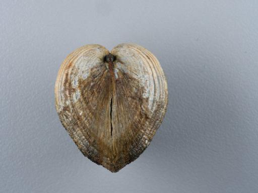 Cerastoderma glaucum (Bruguière, 1789) - 014449220_05