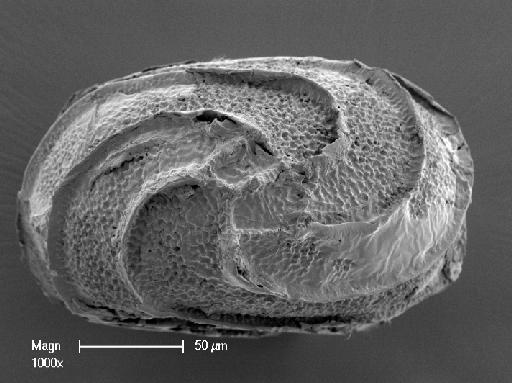 Nitella furcata (C.Roxburgh ex Bruzelius) C.Agardh - OosporeBase