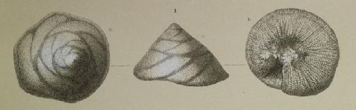 Discorbina patelliformis Brady, 1884 - ZF1407_89_1_Glabratella_patelliformis.jpg