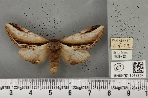 Pheosia gnoma (Fabricius, 1777) - BMNHE_1542237_245959