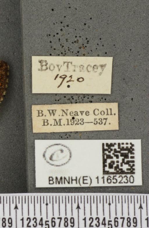 Euphydryas aurinia (Rottemburg, 1775) - BMNHE_1165230_label_52605