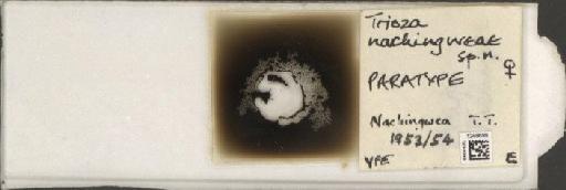 Trioza nachingweae Hollis, 1984 - BMNHE_1248699_2912