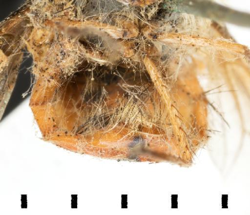 Bombylius rubriventris Bigot, 1892 - NHMUK 010976526 HT Bombylius rubiventrist terminalia