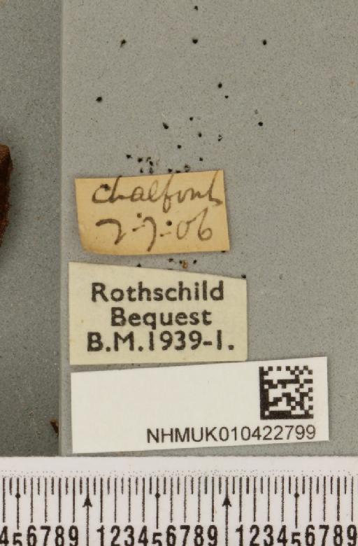 Hypena proboscidalis (Linnaeus, 1758) - NHMUK_010422799_label_536281