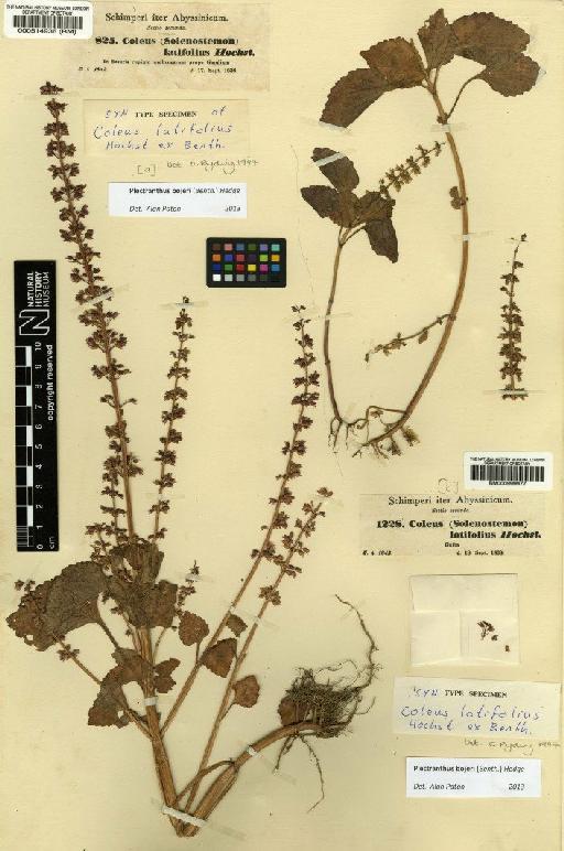 Plectranthus bojeri (Benth.) Hedge - BM000514936