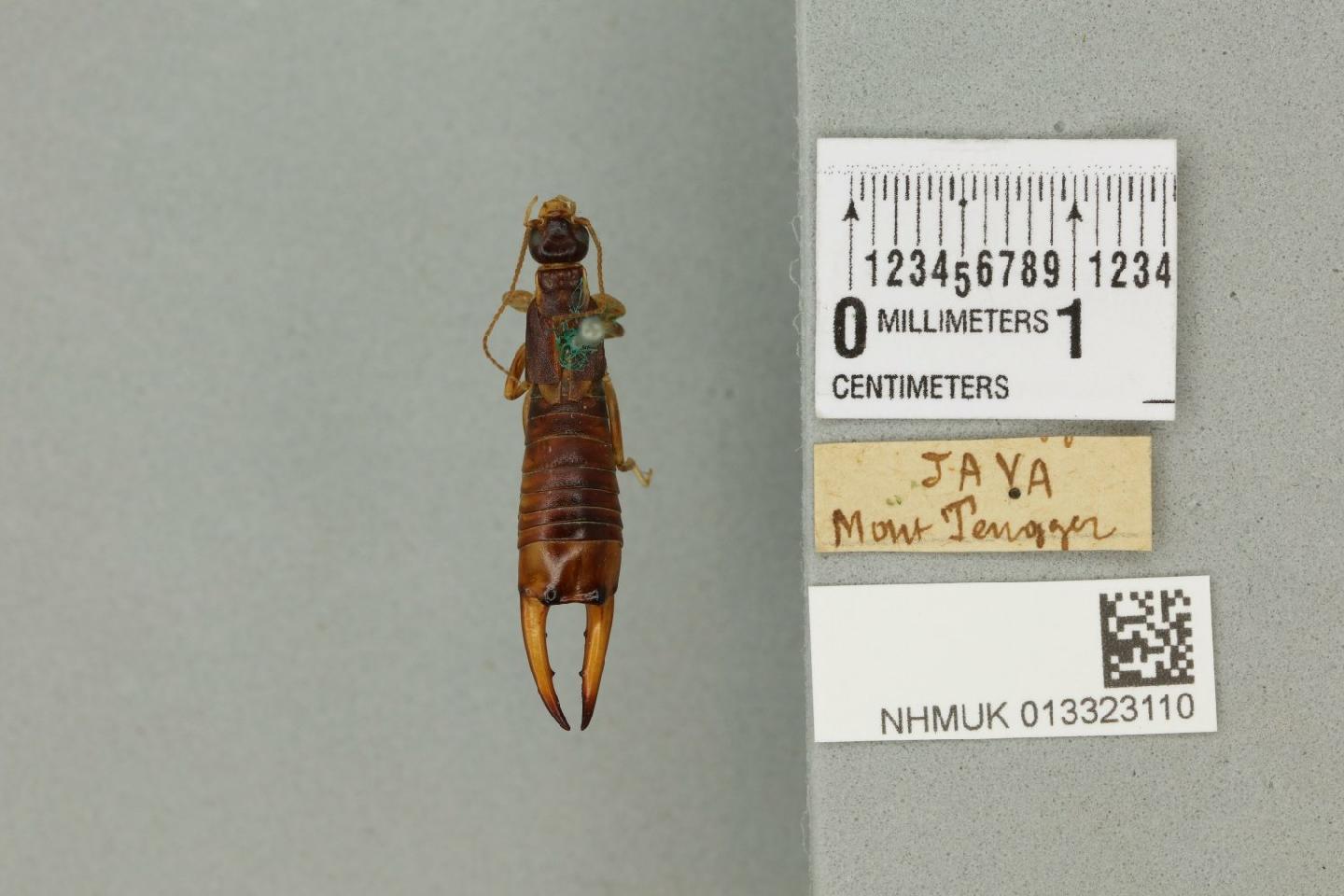 To NHMUK collection (Labidura riparia (Pallas, 1773); NHMUK:ecatalogue:8283141)