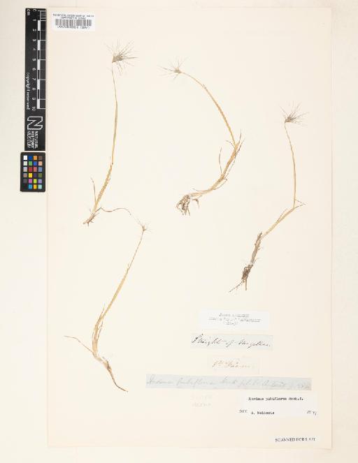 Hordeum pubiflorum Hook.f. - 000084901