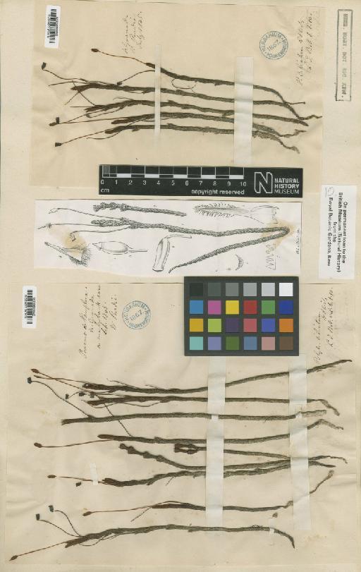 Polytrichadelphus ciliatus (Hook.f. & Wilson) Mitt. - BM000960573_a