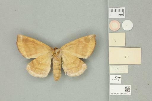 Apatelodes paulista Jones, 1908 - 014200224 Apatelodes paulista Jones, 1908 _Syntype _Ventral_with_labels