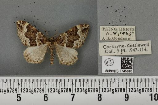 Lampropteryx suffumata (Denis & Schiffermüller, 1775) - BMNHE_1746810_333725