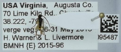 Hymenoptera Linnaeus, 1758 - 010095487.jpg