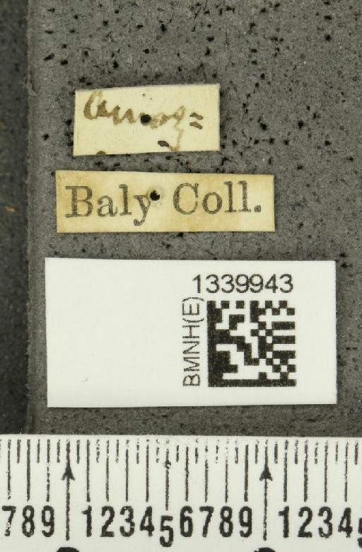 Aristobrotica angulicollis (Erichson, 1848) - BMNHE_1339943_label_23215