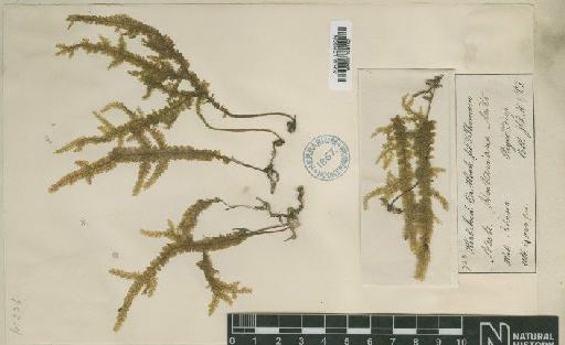 Homaliodendron montagneanum (Müll.Hal.) M.Fleisch. - BM001108142