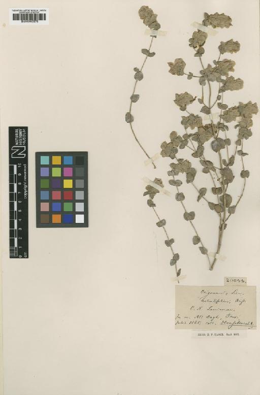 Origanum haussknechtii Boiss. - BM000950373