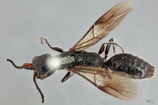 Mangesia communis - 010202093_Mangesia_communis_dorsal_1