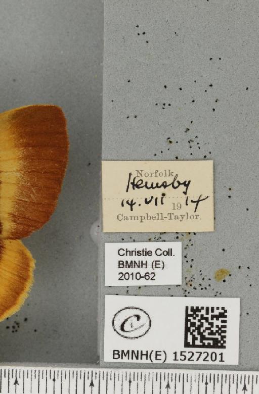 Lasiocampa quercus quercus (Linnaeus, 1758) - BMNHE_1527201_label_195226