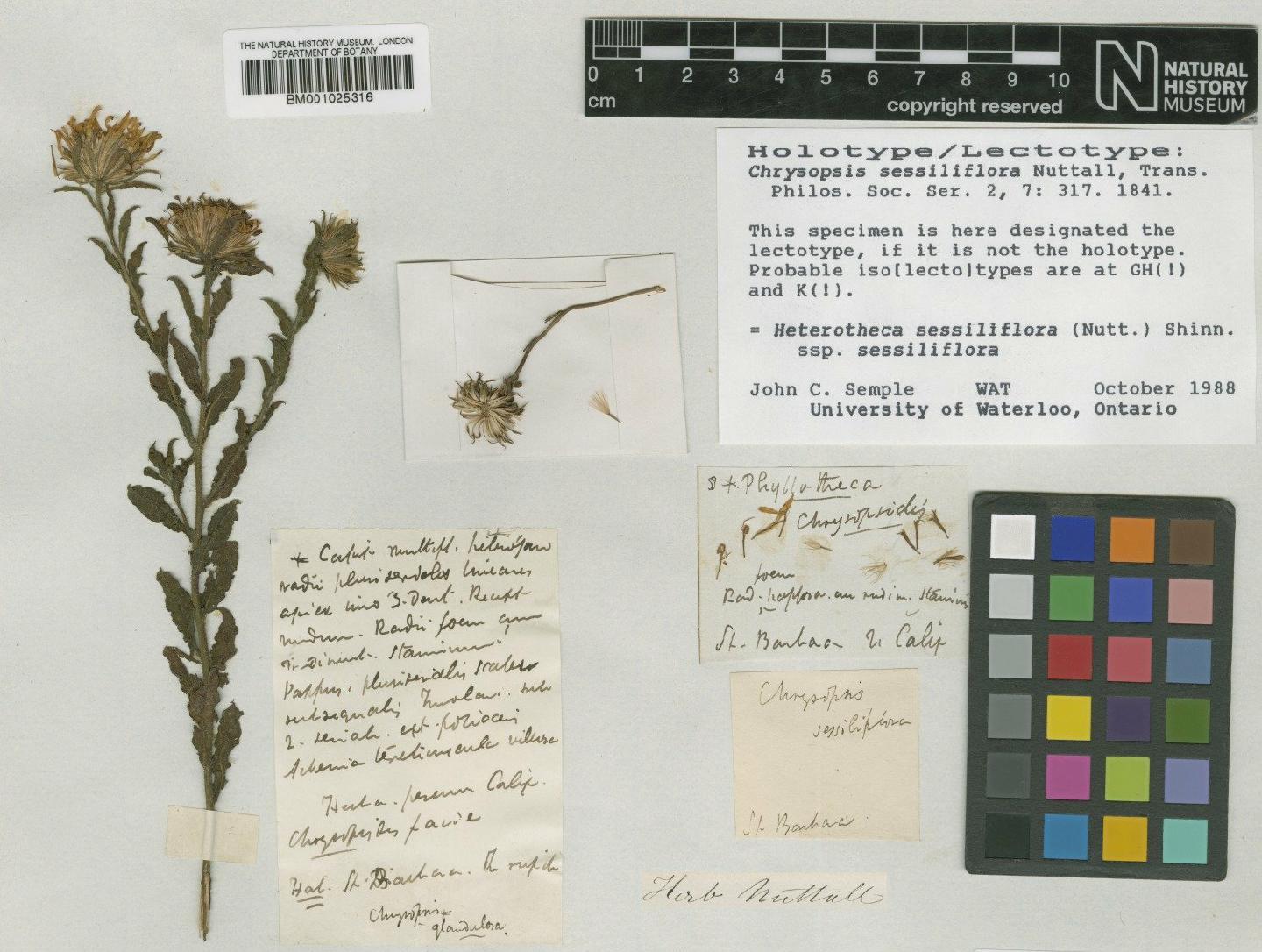 To NHMUK collection (Heterotheca sessiliflora (Nutt.) Shinners; Lectotype; NHMUK:ecatalogue:746009)