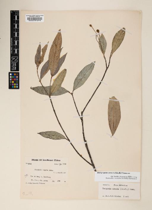 Dalrympelea arguta (Lindl.) Simmons - 000520738