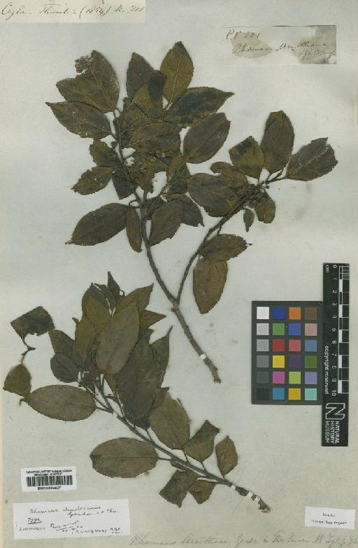 Rhamnus arnottianus Gardner ex Thwaites - BM000884627