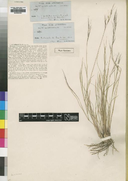 Aristida huillensis Rendle - BM000922924