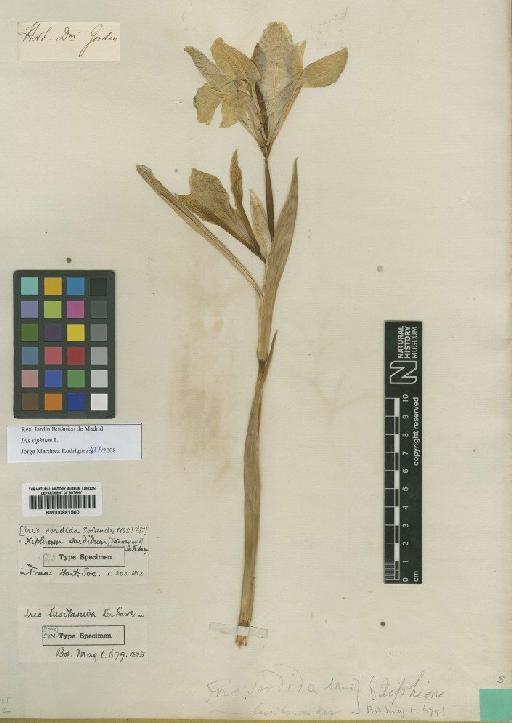 Iris xiphium L. - BM000881500
