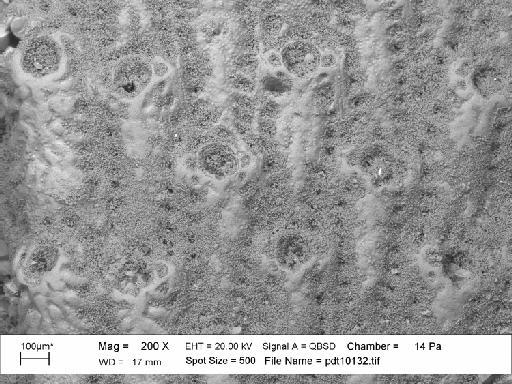 Metrarabdotos helveticum canariense Cheetham, 1968 - PI D 9294 - Metrarabdotos helveticum canariense