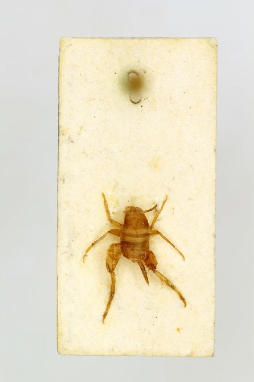 Myrmecophilus aequispina Chopard, 1923 - Myrmecophilus_aequispina_Chopard_1923_holotype_male_dorsal_BMNH_BNMH(E)#877123