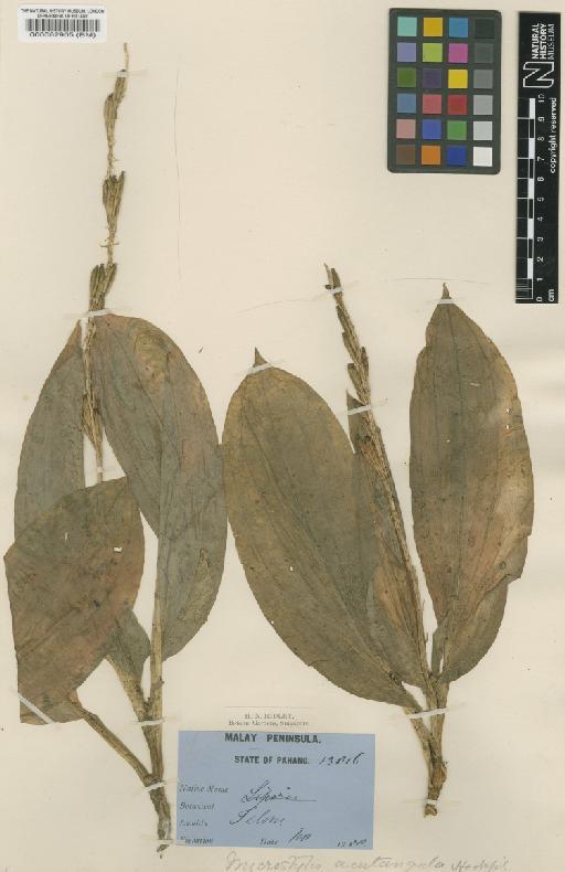 Malaxis acutangula (Hook.f.) Kuntze - BM000082905