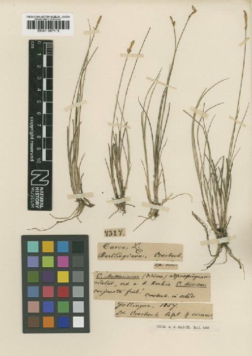 Carex bartlingiana Overbeck - BM001067113