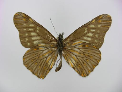 Catasticta potameoides Reissinger, 1972 - BMNH(E)#1203479 Catasticta potameoides Male 3