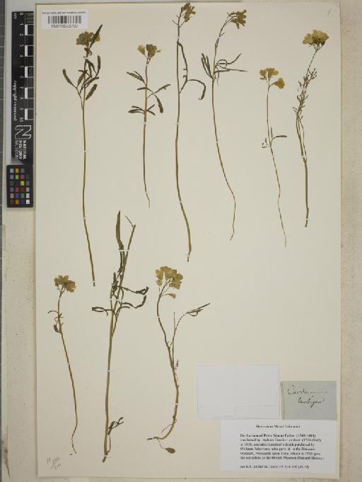 Cardamine untigera - BM013393737