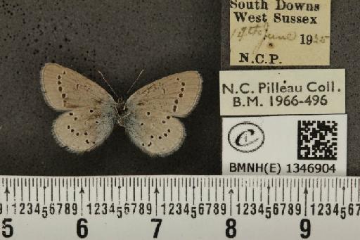 Cupido minimus ab. magnipuncta Tutt, 1908 - BMNHE_1346904_150605