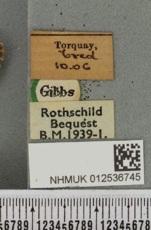 Polymixis lichenea ab. evalensis Siviter Smith, 1942 - NHMUK_012536745_label_645885