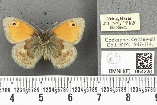 Coenonympha pamphilus ab. crassichevro Leeds, 1950 - BMNHE_1064220_25224