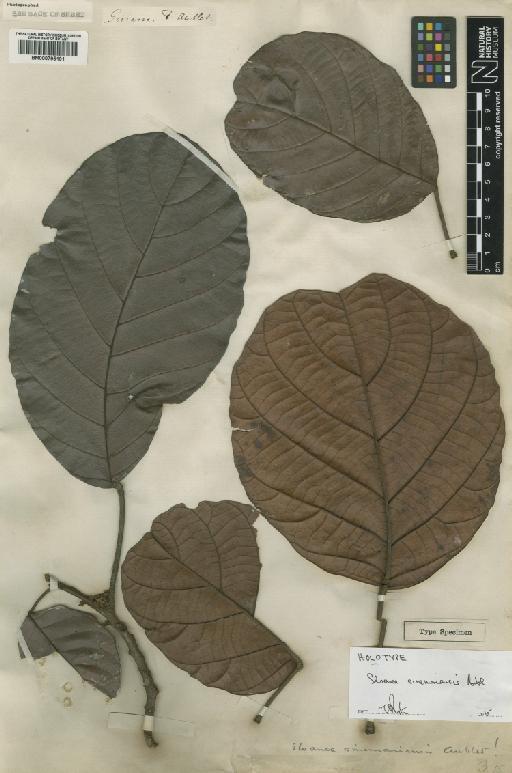 Sloanea sinemariensis Aubl. - BM000795191