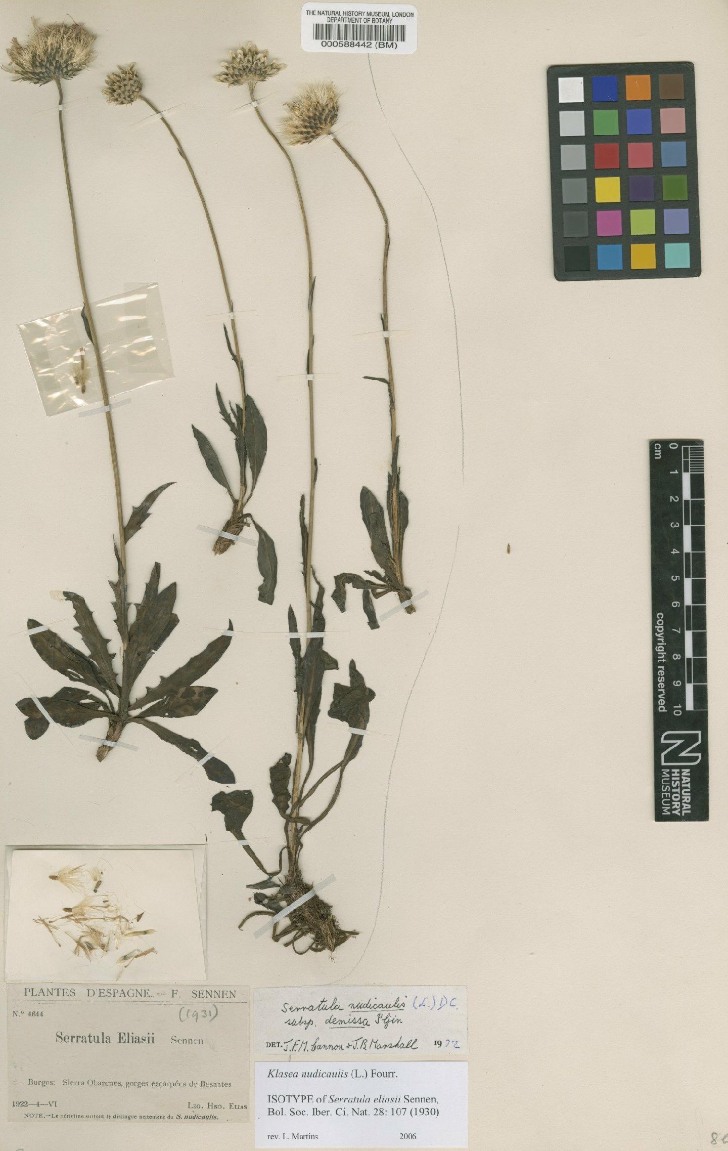To NHMUK collection (Serratula nudicaulis (L.) DC.; Type; NHMUK:ecatalogue:4690726)