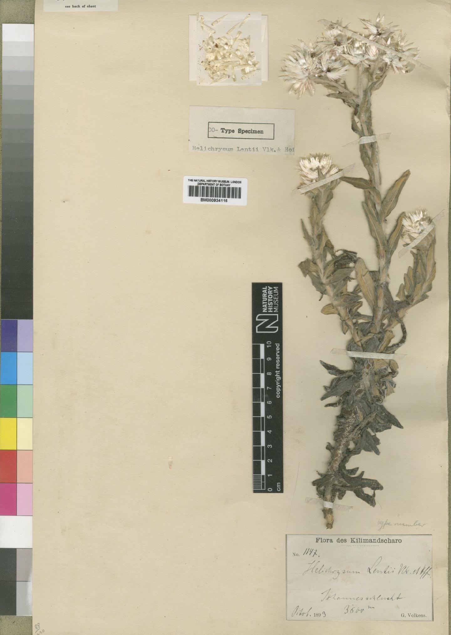 To NHMUK collection (Helichrysum guilelmi Engl.; TYPE; NHMUK:ecatalogue:4529144)