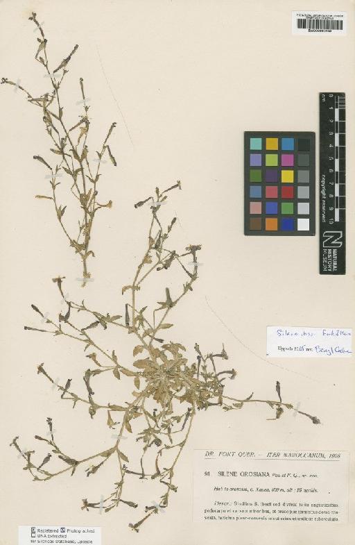 Silene ibosii var. grosiana (Pau & Font Quer) Maire - BM000990894