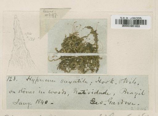 Stereophyllum leucostegum (Brid.) Mitt. - BM000961533