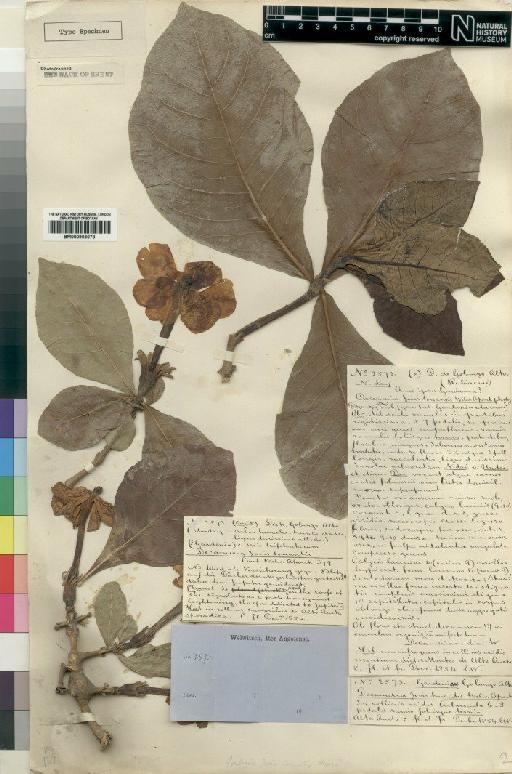 Gardenia jovis-tonantis (Welw.) Hiern - BM000903078
