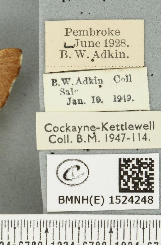 Malacosoma neustria (Linnaeus, 1758) - BMNHE_1524248_label_190602