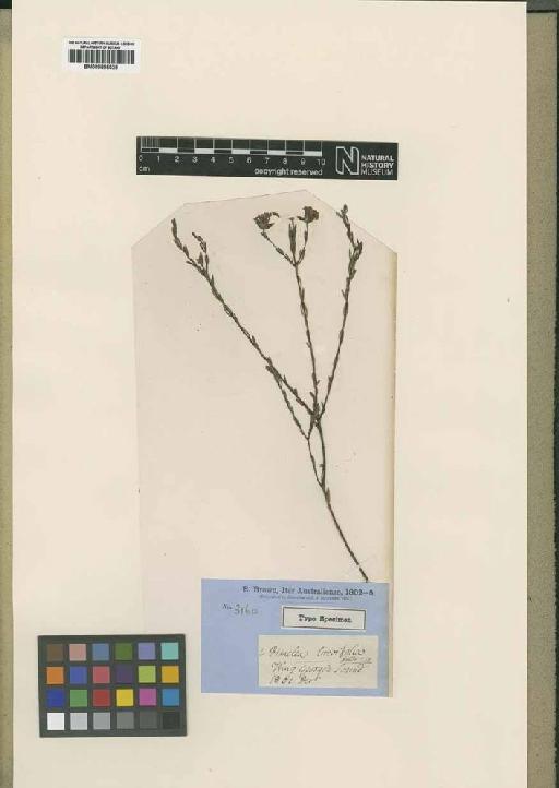Pimelea brevifolia R.Br. - BM000895039