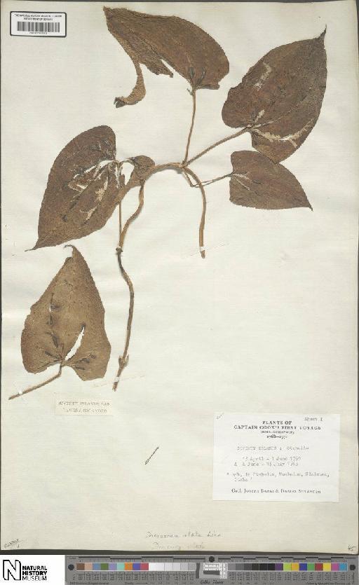 Dioscorea alata L. - BM001190082