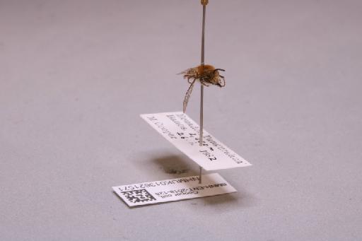 Colletes Latreille, 1802 - 013621571_additional_4