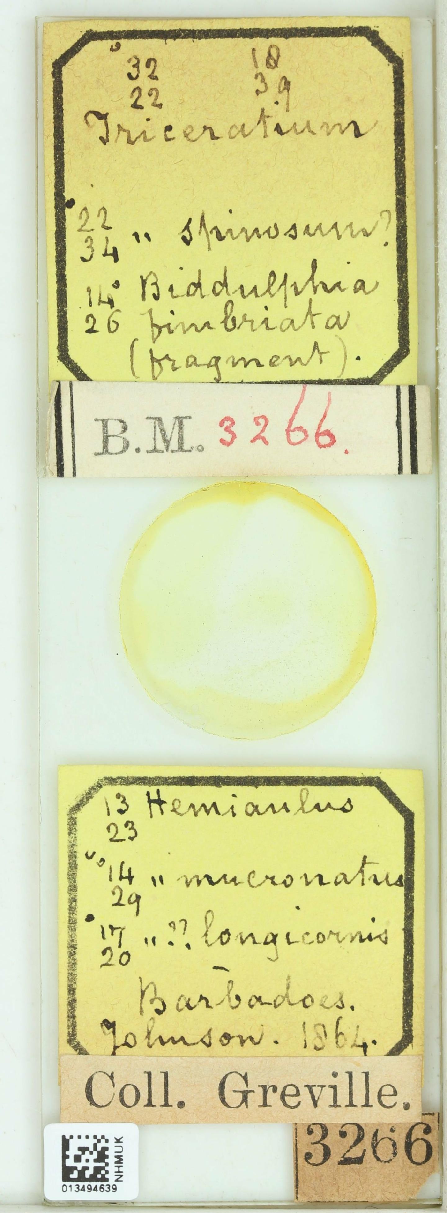 To NHMUK collection (Hemiaulus longicornis Grev.; Lectotype; NHMUK:ecatalogue:4740175)