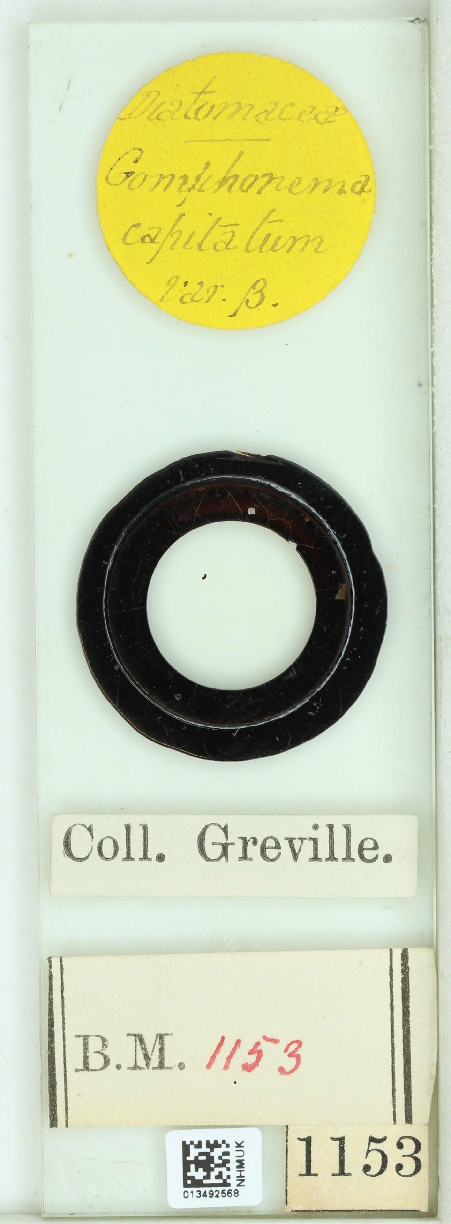 To NHMUK collection (Gomphonema capitatum var. beta W.Sm.; NHMUK:ecatalogue:4732183)